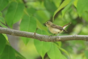 キビタキ♀2023年7月2日