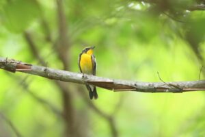 キビタキ雄2023年7月2日