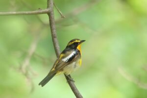 キビタキ♂若鳥2023年7月14日