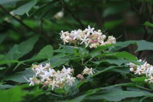 クサギ2023年7月29日