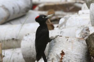 クマゲラ♀2023年7月8日