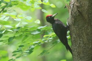 クマゲラ♂2023年7月14日
