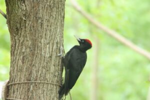 クマゲラ幼鳥2023年7月8日