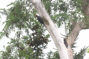 クマゲラ親子2023年7月14日