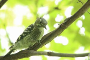 コゲラ幼鳥2023年7月21日