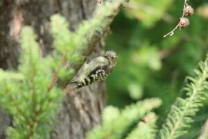 コゲラ2023年7月29日
