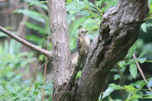 コゲラ2023年7月2日