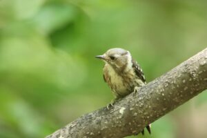 コゲラ幼鳥2023年7月8日