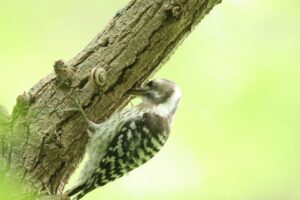 コゲラ幼鳥2023年7月14日