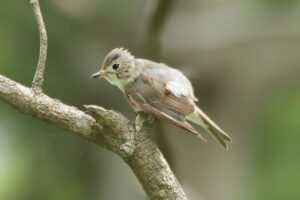 コサメビタキ2023年7月14日