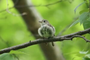 コサメビタキ2023年7月21日20日撮影