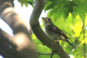 コサメビタキ2023年7月21日