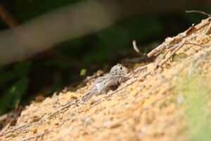 コサメビタキ幼鳥2023年7月29日2地面