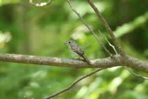 コサメビタキ幼鳥２０２３年７月２９日1木の枝