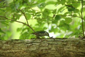 ゴジュウカラ2023年7月8日