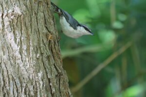 ゴジュウカラ2023年7月2日