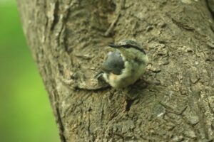 ゴジュウカラ2023年7月21日