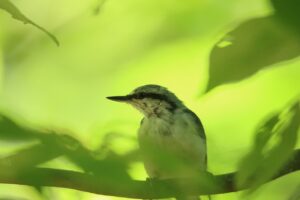 ゴジュウカラ2023年7月29日