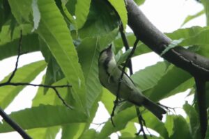 シジュウカラ幼鳥2023年7月2日
