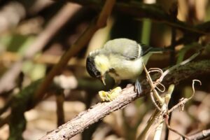 シジュウカラ幼鳥2023年7月14日