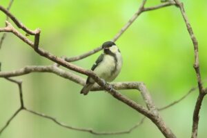 シジュウカラ幼鳥2023年7月8日