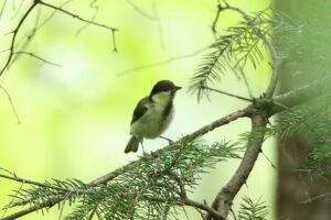 シジュウカラ幼鳥2023年7月21日