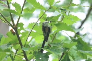 シマエナガ2023年7月2日