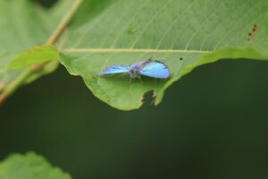 ジョウザンミドリシジミ2023年7月21日