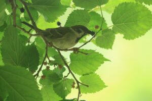 スズメ2023年7月2日