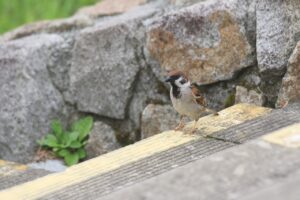スズメ2023年7月21日