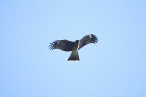 トビ2023年7月29日