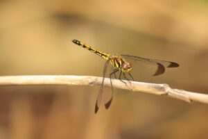 ノシメトンボ2023年7月14日