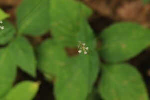 ハエドクソウ2023年7月14日