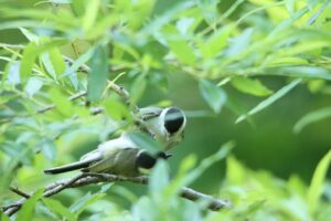 ハシブトガラ2023年7月2日