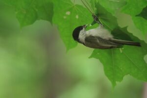ハシブトガラ幼鳥2023年7月14日