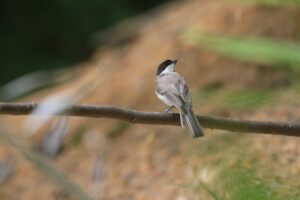 ハシブトガラ2023年7月29日