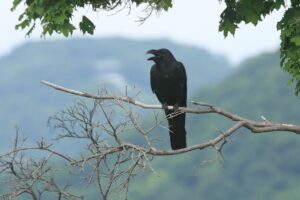 ハシブトガラス成鳥2023年7月14日大倉山をバックに
