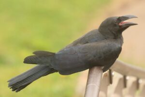 ハシブトガラス幼鳥2023年7月14日