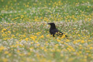 ハシボソガラス2023年7月8日