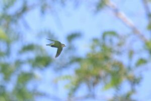 ハリオアマツバメ2023年7月8日