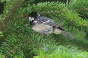 ヒガラ2023年7月14日