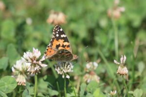 ヒメアカタテハ2023年7月14日
