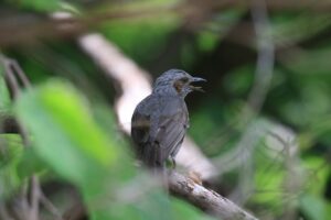 ヒヨドリ2023年7月2日