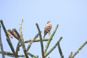 ホオジロ雄2023年7月21日
