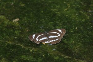 ミスジチョウ2023年7月2日