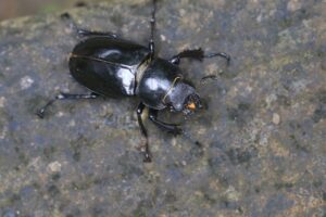 ミヤマクワガタ雌2023年7月21日