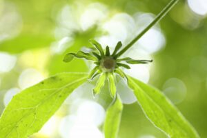 ミヤマヤブタバコ2023年7月21日1下から撮影