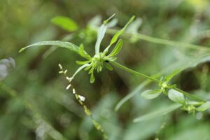 ミヤマヤブタバコ2023年7月21日2上から撮影