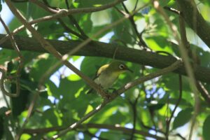 メジロ2023年7月29日