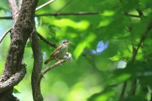 ヤブサメ2023年7月2日